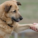 Pies rasowy czy kundelek? Wyniki badań mówią jasno