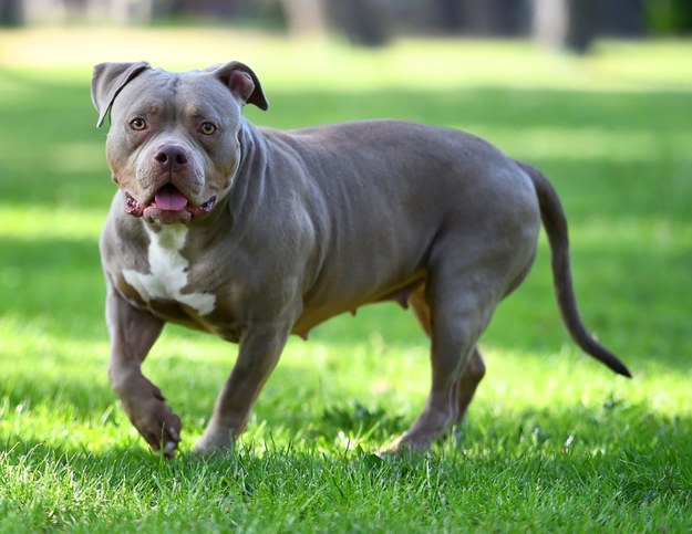 American bully rzucił się na kobietę na kempingu