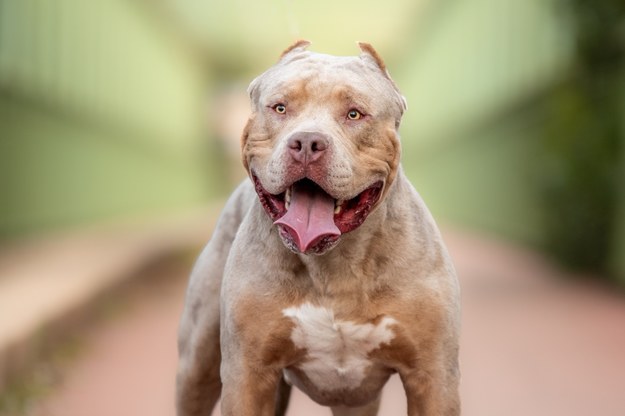 Pies rasy American XL Bully na zdjęciu ilustracyjnym /Shutterstock