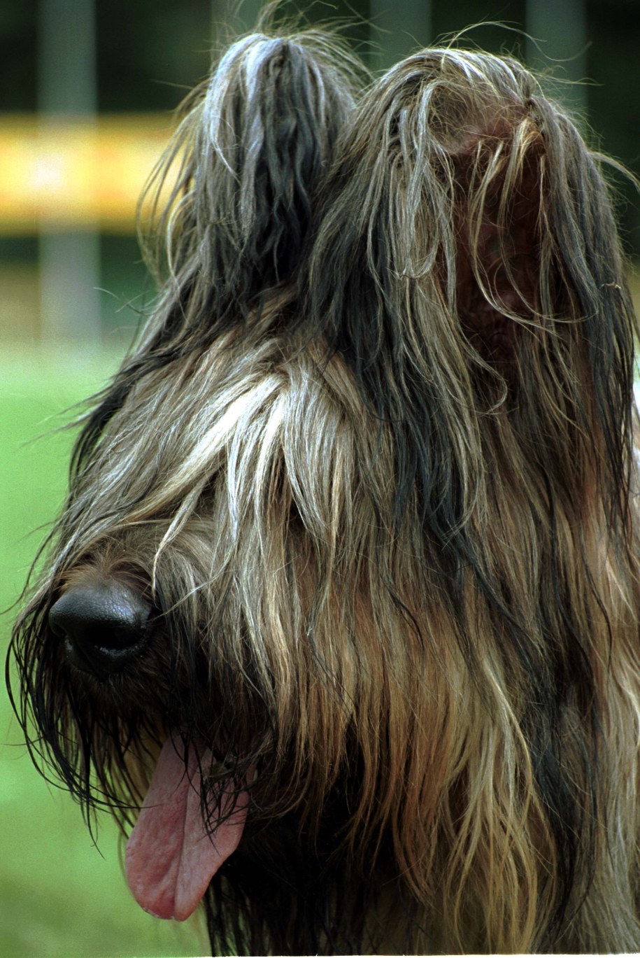 Pies rasy briard /Robert Ignaciak /PAP