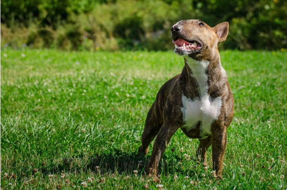 Pies rasy bulterier /Shutterstock