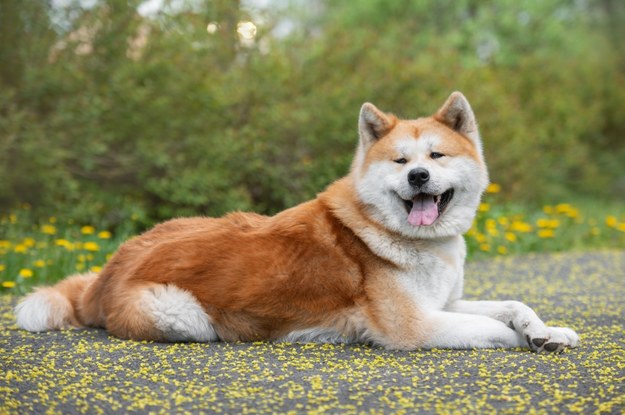 Pies rasy Ikuta Inu /Shutterstock