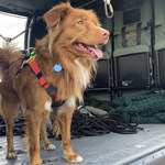 ​Pies ratowniczy Arko ćwiczył z policyjnymi "komandosami"