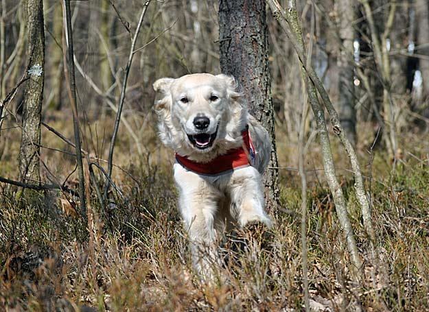 Pies-ratownik pędzi w kierunku zaginionej osoby/fot. Anna Kulpa /