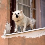Pies sąsiadów wciąż ujada? Zrób to w pierwszej kolejności