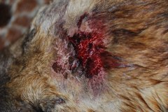 Pies skatowany pod Wrocławiem walczy o życie