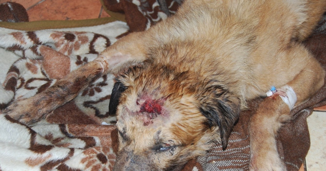 Pies skatowany pod Wrocławiem walczy o życie