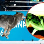 Pies skradł show na trasie sprintu. Najlepszy fotofinisz igrzysk?