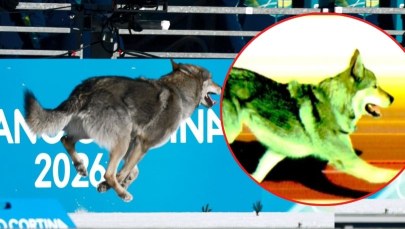 Pies skradł show na trasie sprintu. Najlepszy fotofinisz igrzysk?