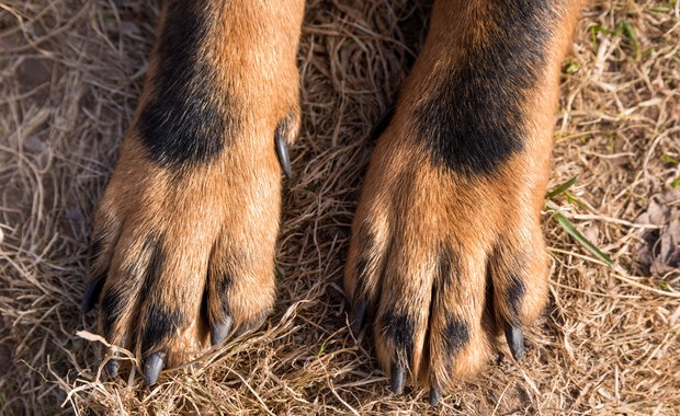 Pies spowodował drogową kolizję