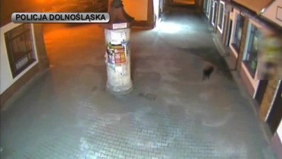 Pies stał na czatach, właściciel obrabiał sklep