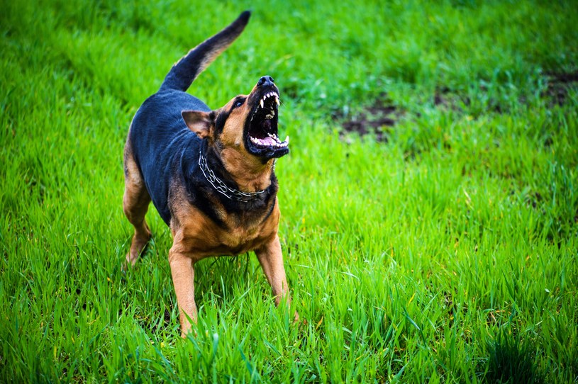 Pies szczekając, alarmuje o sytuacji, którą odbiera jako niebezpieczną /123RF/PICSEL