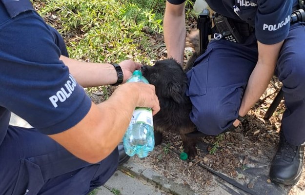 Pies trafił do stowarzyszenia "Tulimy" /KPP Kraśnik /Policja