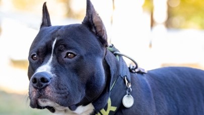 Pies ugryzł 3-letnie dziecko w twarz. Trafiło do szpitala