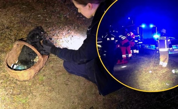 Pies uratował mu życie. Dramatyczna akcja ratunkowa w lesie pod Skierniewicami