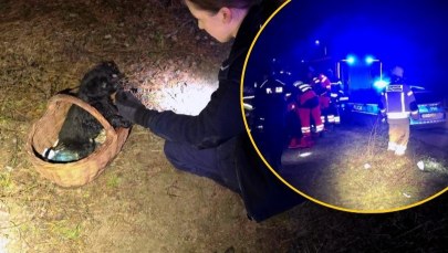 Pies uratował mu życie. Dramatyczna akcja ratunkowa w lesie pod Skierniewicami