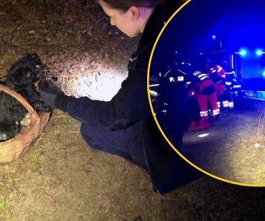 Pies uratował mu życie. Dramatyczna akcja ratunkowa w lesie pod Skierniewicami