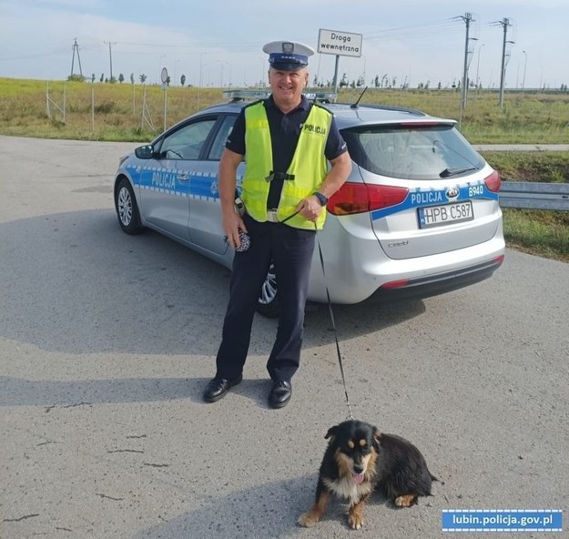 Pies uratowany przez policjantów z Lubina. /Policja Lubin /Policja