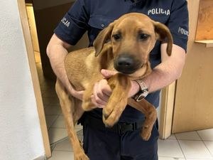 Pies uratowany przez policjantów /KPP w Kłodzku  /Policja
