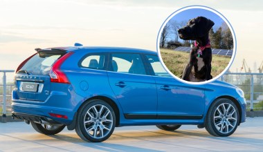 Pies uruchomił czujnik w Volvo. Klapa bagażnika uderzyła kobietę w głowę