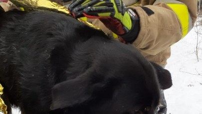 Pies utknął w lodowatej rzece. Służby ruszyły z pomocą