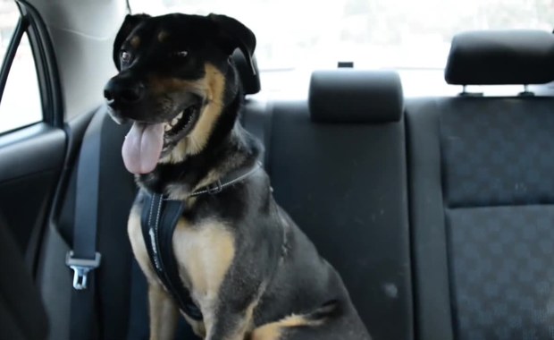 Pies uwięziony w nagrzanym samochodzie. Grożą za to surowe kary 