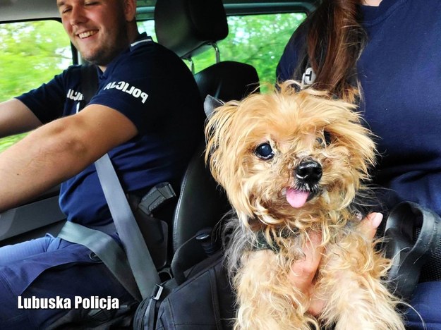 Pies uwolniony z mieszkania przez policjantów /KPP Żagań /Policja