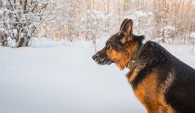 Pies w budzie zimą. Policja ostrzega przed wysokimi karami