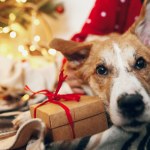 Pies w czasie świąt może okazać się skarbem. Oto jest powód