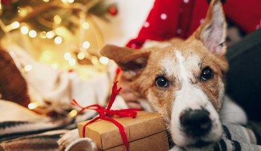 Pies w czasie świąt może okazać się skarbem. Oto jest powód