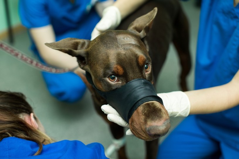 Pies w kagańcu weterynaryjnym nie może swobodnie oddychać /123RF/PICSEL