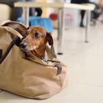 Pies w plecaku. Nietypowe znalezisko podczas kontroli na lotnisku