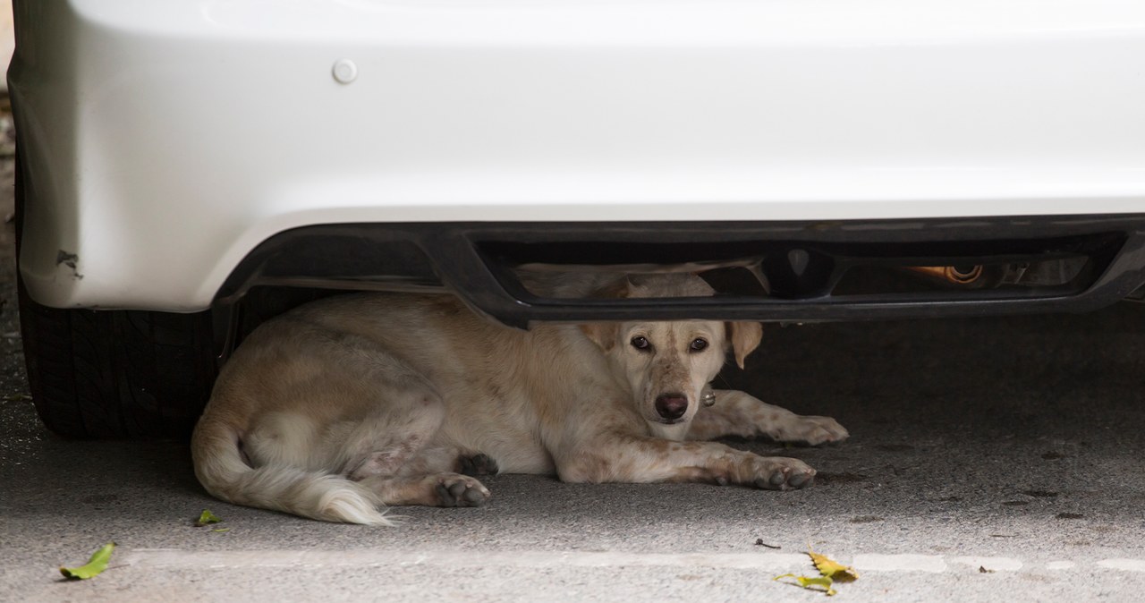 Pies wbiegł pod samochód. Kto odpowiada za zdarzenie? /123RF/Picsel, 123RF/Picsel /123RF/PICSEL