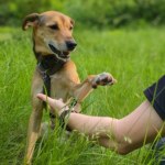 Pies wie o tobie więcej, niż myślisz. Behawiorysta wyjaśnia, jak zwierzęta "czytają" ludzi