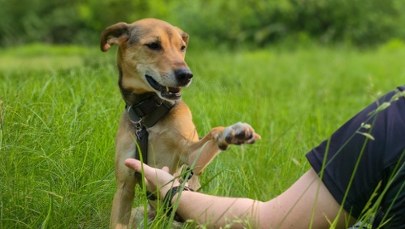 Pies wie o tobie więcej, niż myślisz. Behawiorysta wyjaśnia, jak zwierzęta "czytają" ludzi