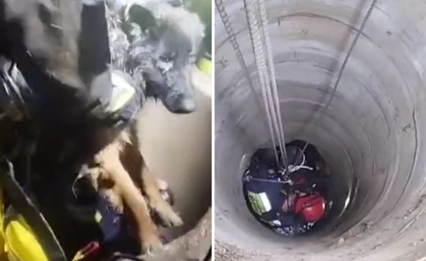 Pies wpadł do 15-metrowej studni. Strażacy ruszyli na pomoc [FILM] 