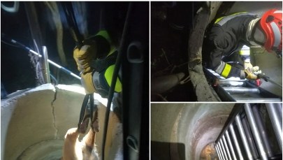 Pies wpadł do 5-metrowej studzienki. Był wyziębiony i zestresowany