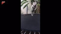 Pies wskoczył na trampolinę i zaczął podskakiwać! Zabawne