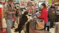 Pies wybrał się do sklepu po swoje smakołyki