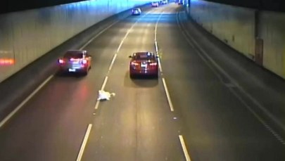 Pies wyskoczył z pędzącego samochodu. Omal nie został przejechany