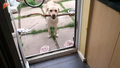 Pies z patykiem kontra drzwi. Kto wygrał?