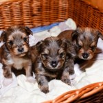 hodowla "Pies za darmo, ale koszt utrzymania 700 zł", czyli jak nie dać się oszukać w ogłoszeniu