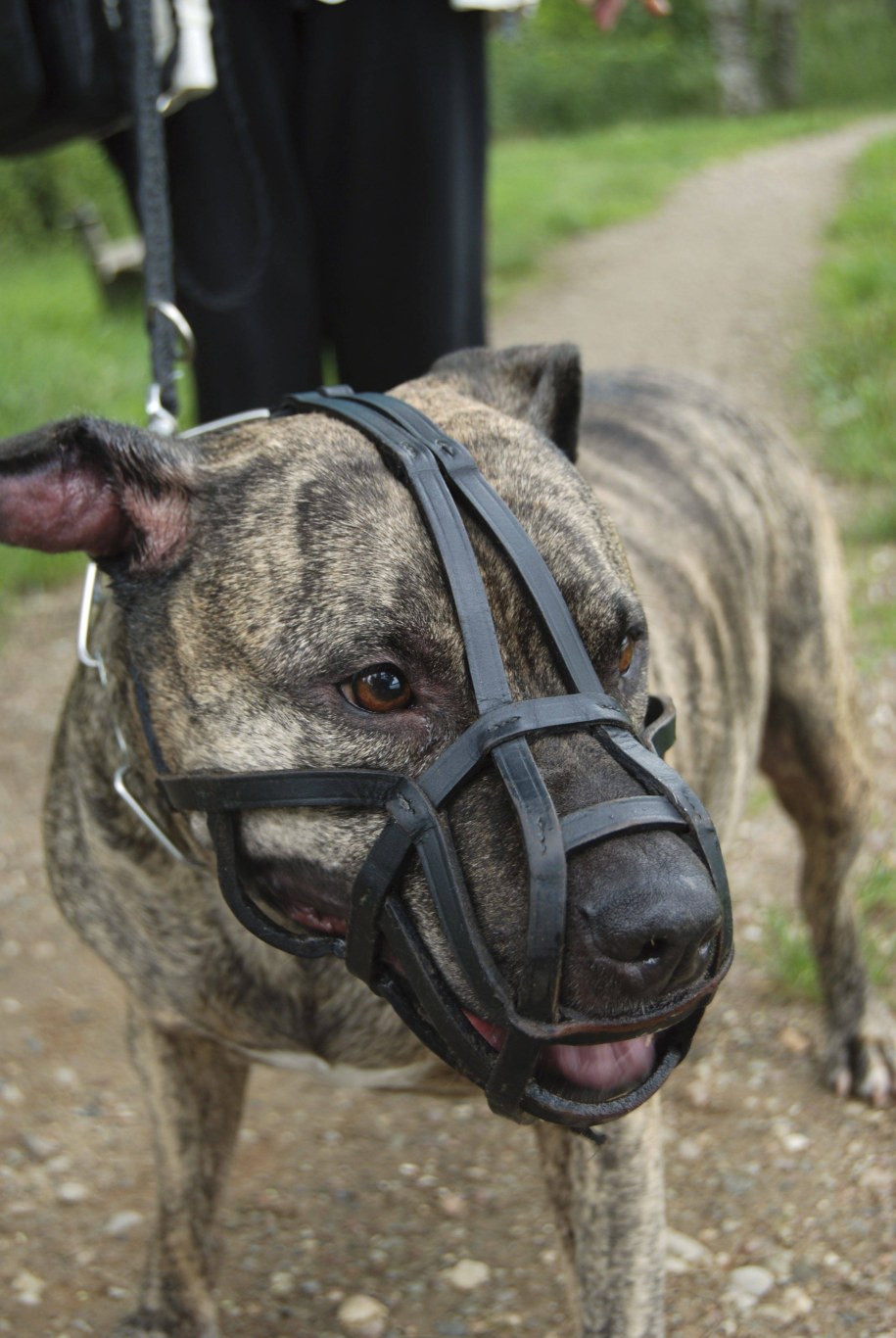 Amstaff zaatakował maleńkie dzieci. Walczą w szpitalu o życie