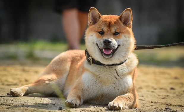 Pies zaatakował dziecko. Chłopiec bawił się na plaży