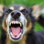 Pies zaatakował trzylatkę i jej ojca. Policjant musiał strzelić