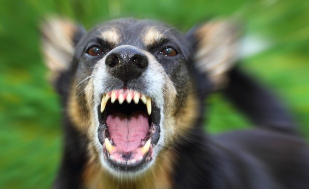 Pies zaatakował trzylatkę i jej ojca. Policjant musiał strzelić