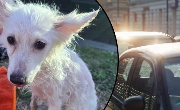 Pies zamknięty w nagrzanym aucie! Szokujące sceny na parkingu