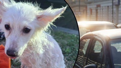 Pies zamknięty w nagrzanym aucie! Szokujące sceny na parkingu