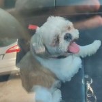 upał Pies zamknięty w nagrzanym bmw. Pomoc nadeszła w ostatniej chwili