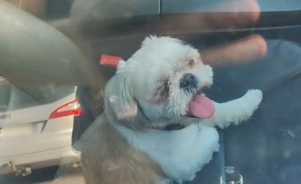 Pies zamknięty w nagrzanym bmw. Pomoc nadeszła w ostatniej chwili 